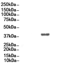 Phospho-PRAS40 (Thr246) Antibody