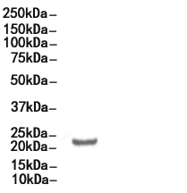 Claudin 1 Antibody