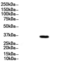 MyoD1 Antibody