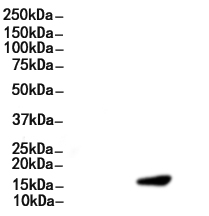 Di-Methyl-Histone H3 (Lys27)/H3K27me2 Antibody