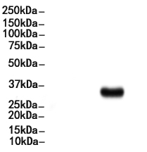 AQP4 Antibody