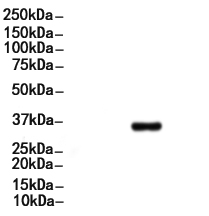 Phospho-c-Jun (Ser73) Antibody