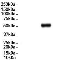 Acetyl-alpha Tubulin (Lys40) Antibody
