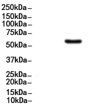 Smad2 Antibody