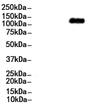 FGFR1 Antibody