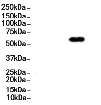 Phospho-PKM2 (Ser37) Antibody