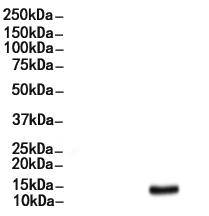 H2A Mouse monoclonal Antibody