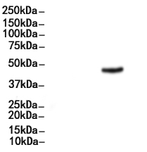 NeuN Mouse Monoclonal Antibody