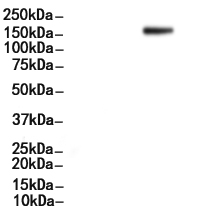 Phospho-c-Met (Tyr1003) Antibody