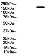 c-Met Antibody