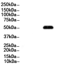 Phospho-Smad3 (Ser425) Antibody
