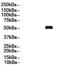 Smad3 Antibody