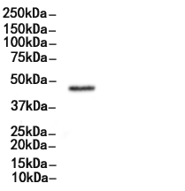 Phospho-GSK3 beta (Ser9) Antibody