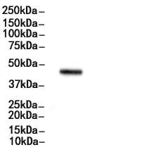 GSK3 beta Antibody