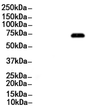 Cox2 Antibody