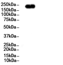 Phospho-HER3/ErbB3 (Tyr1289) Antibody