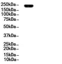HER3/ErbB3 Antibody