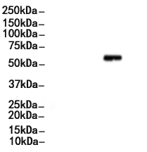 Phospho-PTEN (Ser370) Antibody