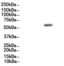 PD1 Antibody 