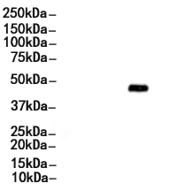 SKP2/p45 Antibody