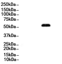 Cyclin B1 Antibody