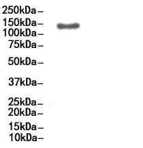 CD11c Antibody