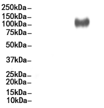 CD107a / LAMP1 Polyclonal antibody
