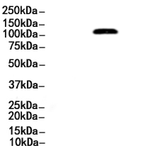 FOXM1 Antibody 