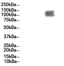 CD31 Antibody