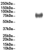 ABCG2 Antibody 