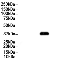 Phospho-eIF2 alpha (Ser51)[Ser52] Antibody