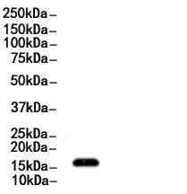 Tri-Methyl-Histone H3 (Lys27)/H3K27me3 Antibody