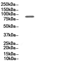 Phospho-EZH2 (Ser21) Antibody