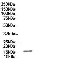 AIF1/IBA1 Antibody