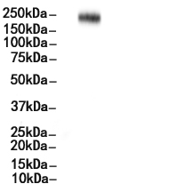 MRC1/CD206 Antibody