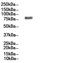 p70 S6 Kinase Antibody 
