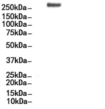 Phospho-mTOR (Ser2448) Antibody