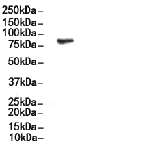 Phospho-TBK1 (Ser172) Antibody