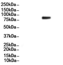 TBK1 Antibody