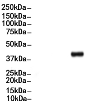 Phospho-p38 MAPK (Thr180/Tyr182) Antibody 