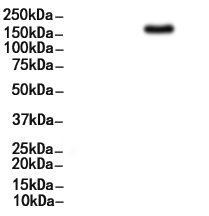 EGFR Antibody 