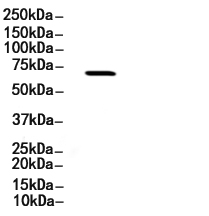 Phospho-YAP (Ser127) Antibody
