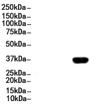 GAPDH Antibody