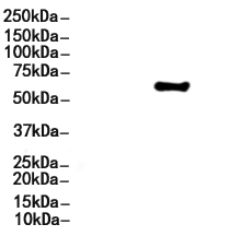 NF-kB p65 Antibody