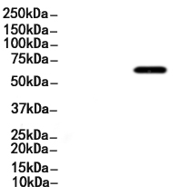 NF-kB p65 Mouse Monoclonal Antibody
