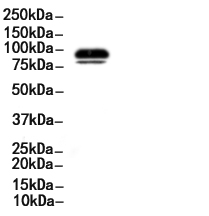 Phospho-STAT3 (Tyr705) Antibody