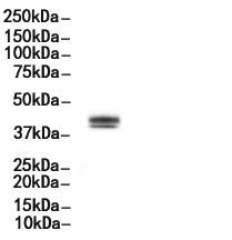 Phospho-ERK1/2 (Thr202/Tyr204) Antibody