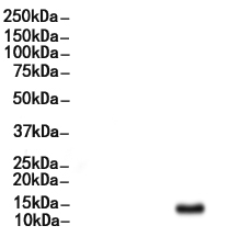 Anti-Histone H3 antibody - Nuclear Marker and ChIP Grade