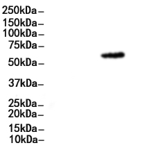 CD30 Antibody 