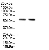 PDCD4 Antibody